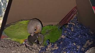 Kiwi's first nesting
