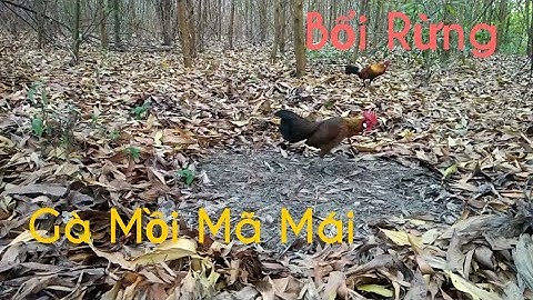 Kèo Sáng 19/2/2020 Mồi Mã Mái Bị Ăn Hầm Hết Dung Lượng Luôn Anh Em Xem Khúc Đầu Cho Vui Nhé. .