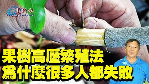 果樹高壓繁殖法，為什麼很多人都失敗！