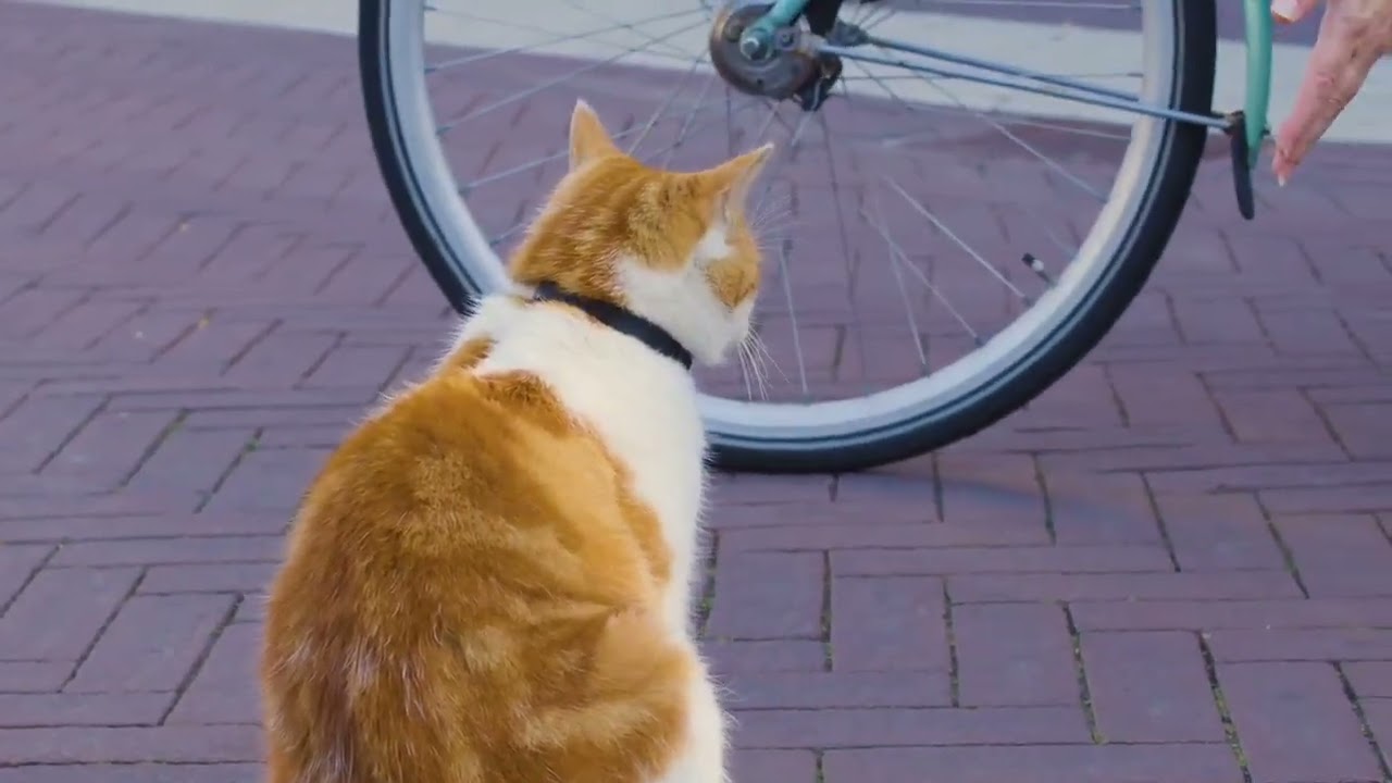 Indoor Cats- vs- Outdoor Cats🐈😻