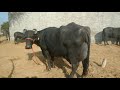 Murrah Buffalo with 26.743 kg milk record with show quality