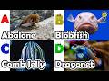 Learn Ocean Animal Names | ABC Sea Animals song | Most Popular Sea Creatures | Alphabets Kids Song