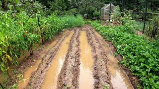 FALL GARDEN GOT FLOODED - IS IT STILL STANDING?