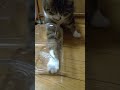 猫　グリニーズを取り出す