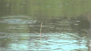 乱作手作標-土鯽訊號上浮中魚 20150529-2