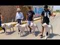 Visité Criadero Del Gran DOGO ARGENTINO (Yuraccaiiqu) MASCADOR