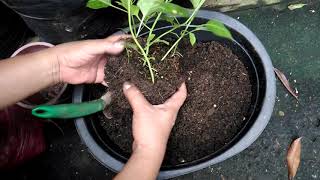 Topping and Transplanting Chili Plants(Paglipat ng tanim na Sili sa Container) English Sub