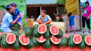 Single father, harvesting watermelons to sell, making money, buying pork for his wife and children
