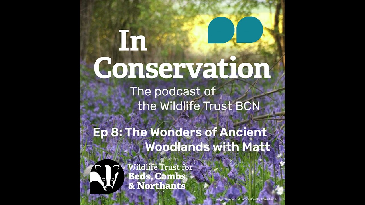Episode 8: The Wonders of Ancient Woodland with Matt