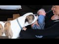 American Bulldog Meets Newborn Baby First Time [CUTEST VIDEO EVER]