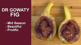 Dr Gowaty Fig Tasting and Characteristics | Cold Hardy Fig Varieties