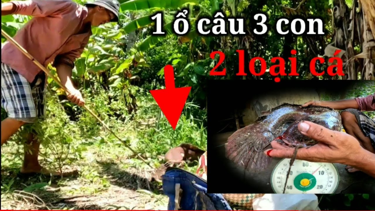Câu cá _săn bắt_cao thủ giật cá gãy luôn cần câu