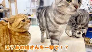 優しい一撃であいちゃんを黙らせるクロくん #猫 #マンチカン