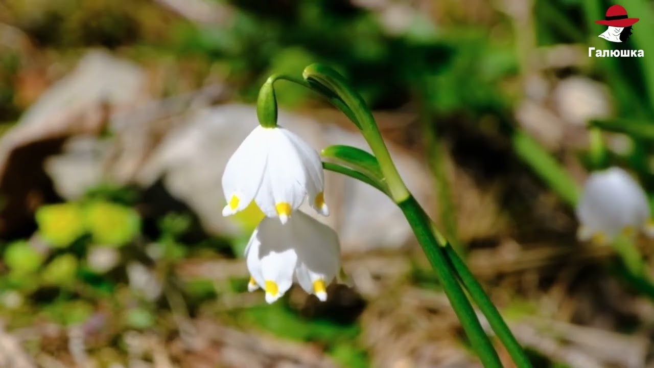 Песня - Всё ярче солнце с каждым днём.