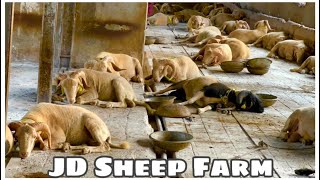 Waade Par Khare Utre Imran Bhai, Khola JD Sheep Farm