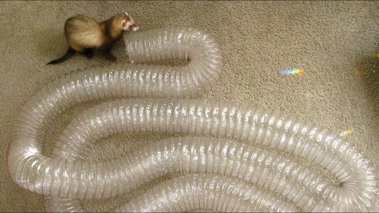 Funny Ferret and Tiny Chihuahua Play with the Tunnel - YouTube