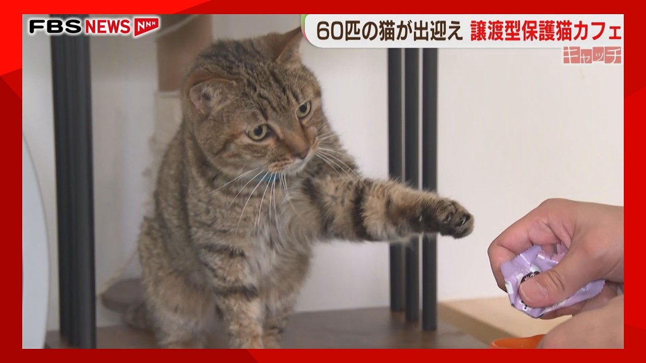FBS福岡放送「めんたいワイド」特集「キャッチ」の動画サムネイル