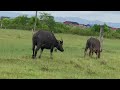 Video of buffalo grazing in the fields