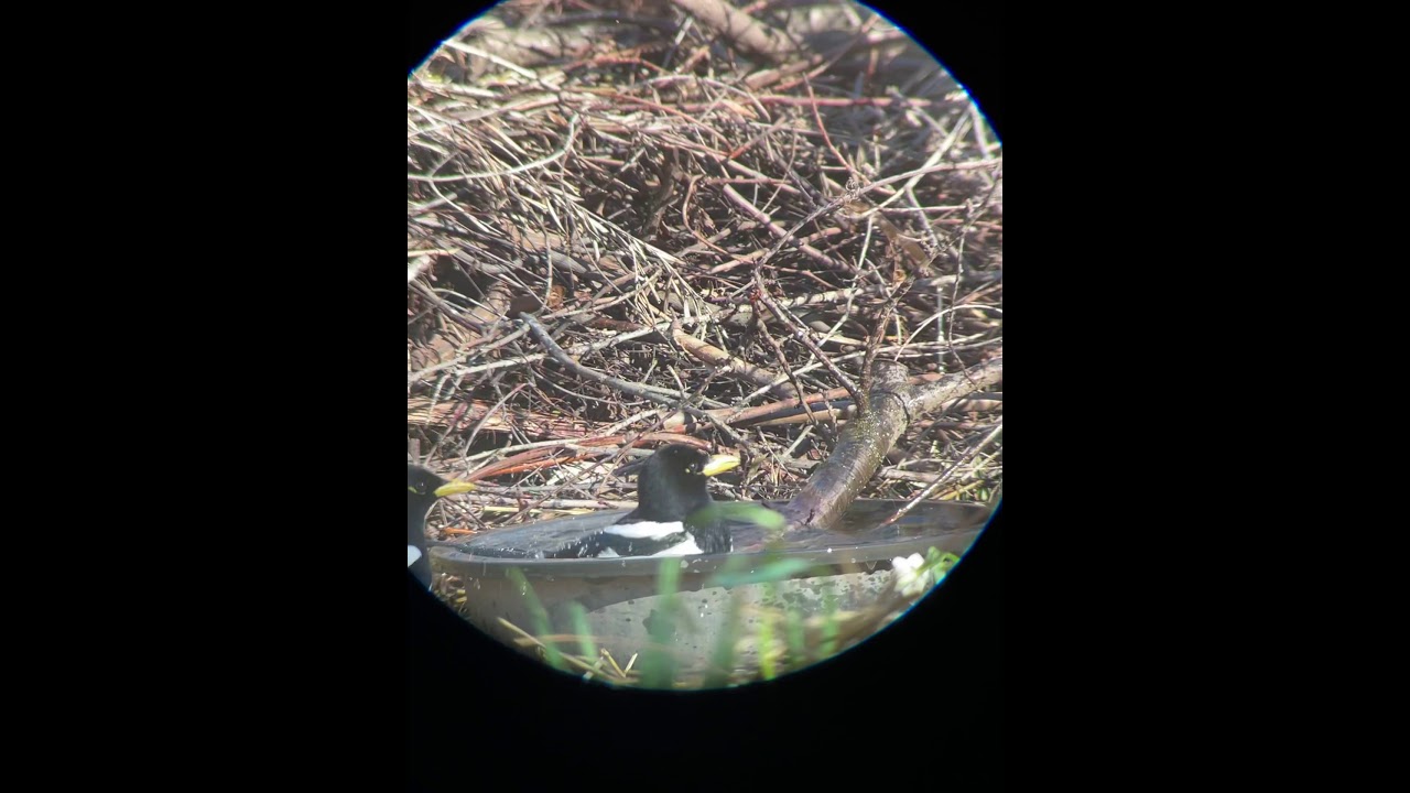 Yellow billed magpie bathing 