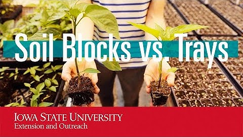 Soil Blocks vs. Trays (Growing media research)