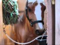 Breyer horse movie series EXCALIBUR'S DREAM, PART 2 is HERE!!! Breyer horse movie series EXCALIBUR'S DREAM, PART 2 is HERE!!!