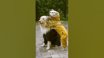 Thumbnail of Color Blind Dogs #shorts