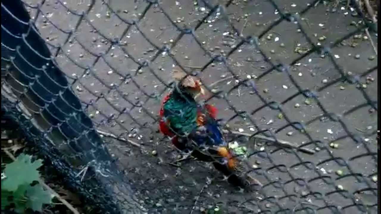 aquarium plants Pheasants at the Zoo Baneasa Bucharest