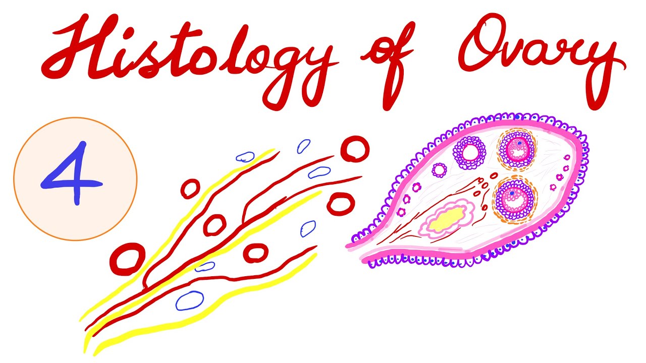 OVARY HISTOLOGY - PART 4