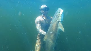 Spearfishing for COBIA and SNAPPER
