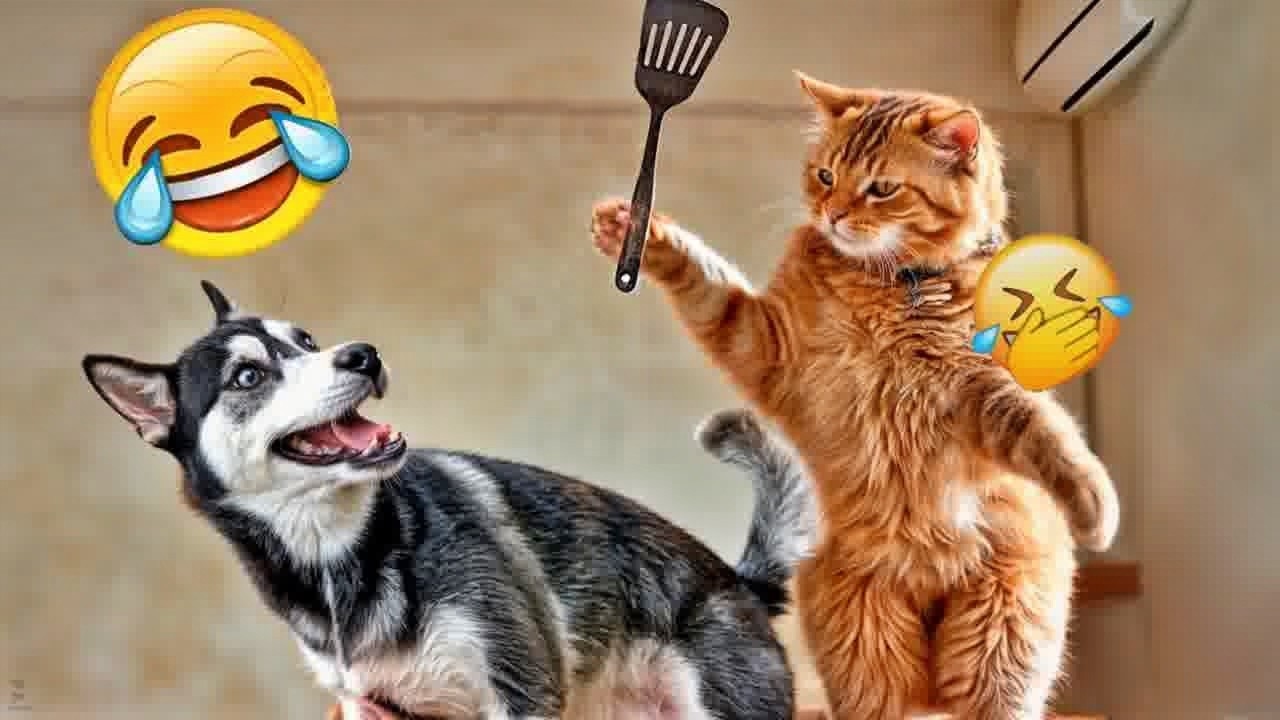 Best Funny Animals 2026🥰Funniest Dogs and Cats😽🐶
