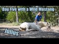 Day Five with a Wild Mustang | Julius