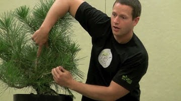 Ryan Neil Black Pine Demo and Lecture - BSF Convention