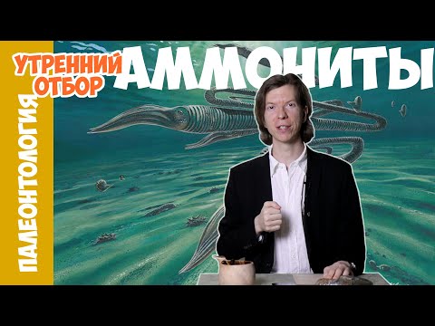 Video: Амониттер эмне үчүн жок болгон?