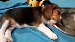 6 Beagle Puppies Sleeping and Slowly Waking Up