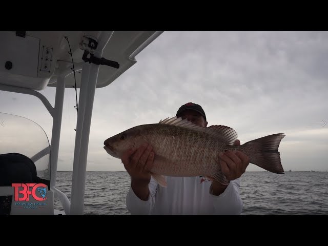 Free lining for mangrove snapper in Tampa Bay. #snapper #mangrovesnapp