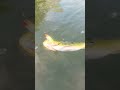 Tucunaré / Peacock Bass - BFS Fishing. #riosaofrancisco #kayakfishing #bfsfishing