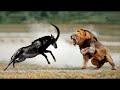 الحيوانات واجهت الخصم الخطأ معارك شرسة تحبس الأنفاس 