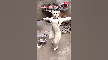 American Dog 🐈 Chicken & Hen 🐓Funny Dance | Dance | Dog Funny Hen Dance #shorts #trending #funny