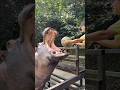 2026年　カバの丸ごとスイカタイム🍉🦛