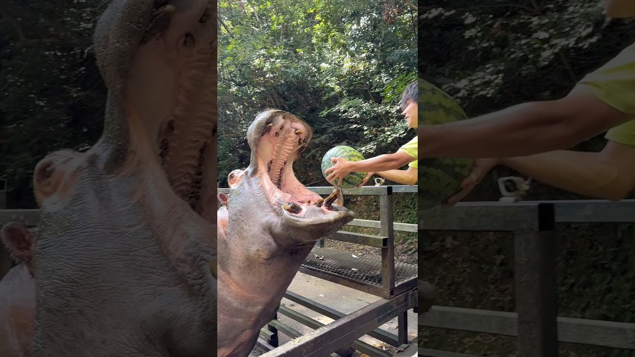 2026年　カバの丸ごとスイカタイム🍉🦛