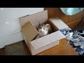 ひろわれる気１００００％猫
