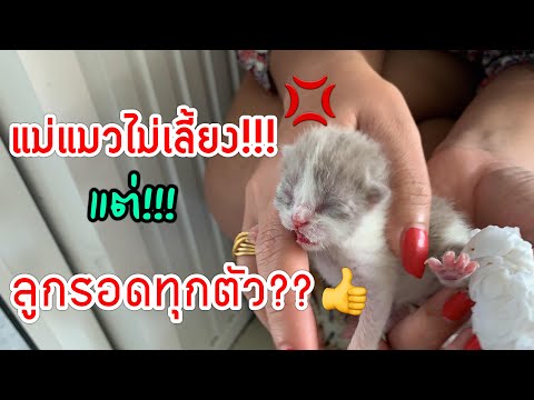 Scottish fold kittens |สอนเลี้ยงลูกแมวเมื่อแม่แมวไม่เลี้ยงลูกทำอย่างไร