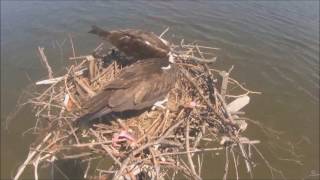 Chesap05\/31\/17-15:47 Fish snack for Audrey on nest