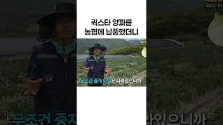 🧅퀵스타 양파가 농협에서 칭찬받는 이유 #퀵스타 #양파농사 #양파재배 #양파 #조생종양파 #농사