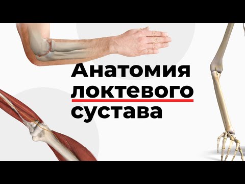 Видео: Анатомия локтя, Картинки & Область - Карты тела