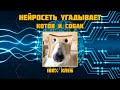 Как СОЗДАТЬ НЕЙРОСЕТЬ, которая ОТЛИЧАЕТ КОТОВ ОТ СОБАК???