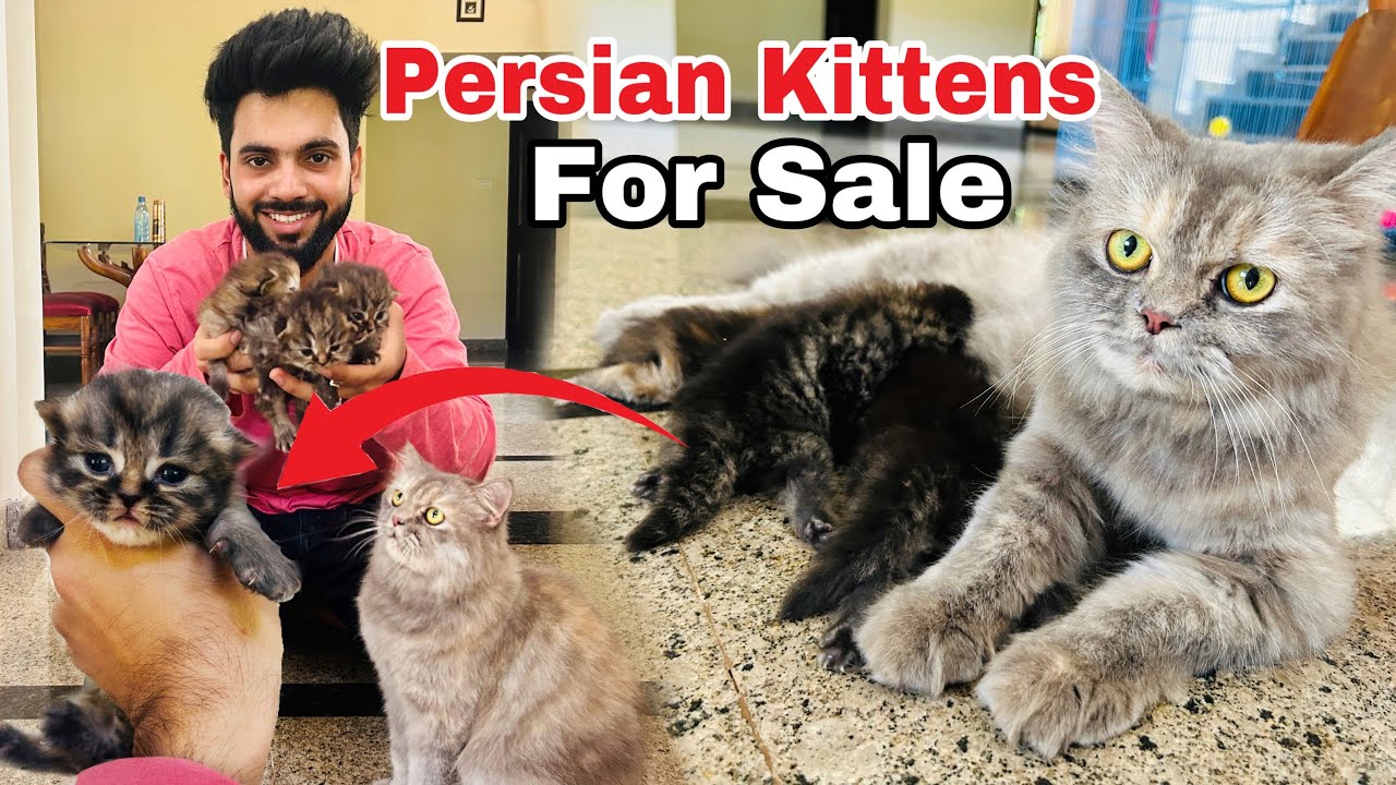Persian Cats For Sale Persian Kitten’s Cheap Price persian cat