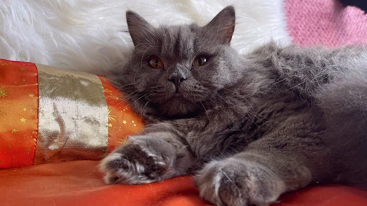 Video 53841: british longhair cat, british longhair blue, cat old