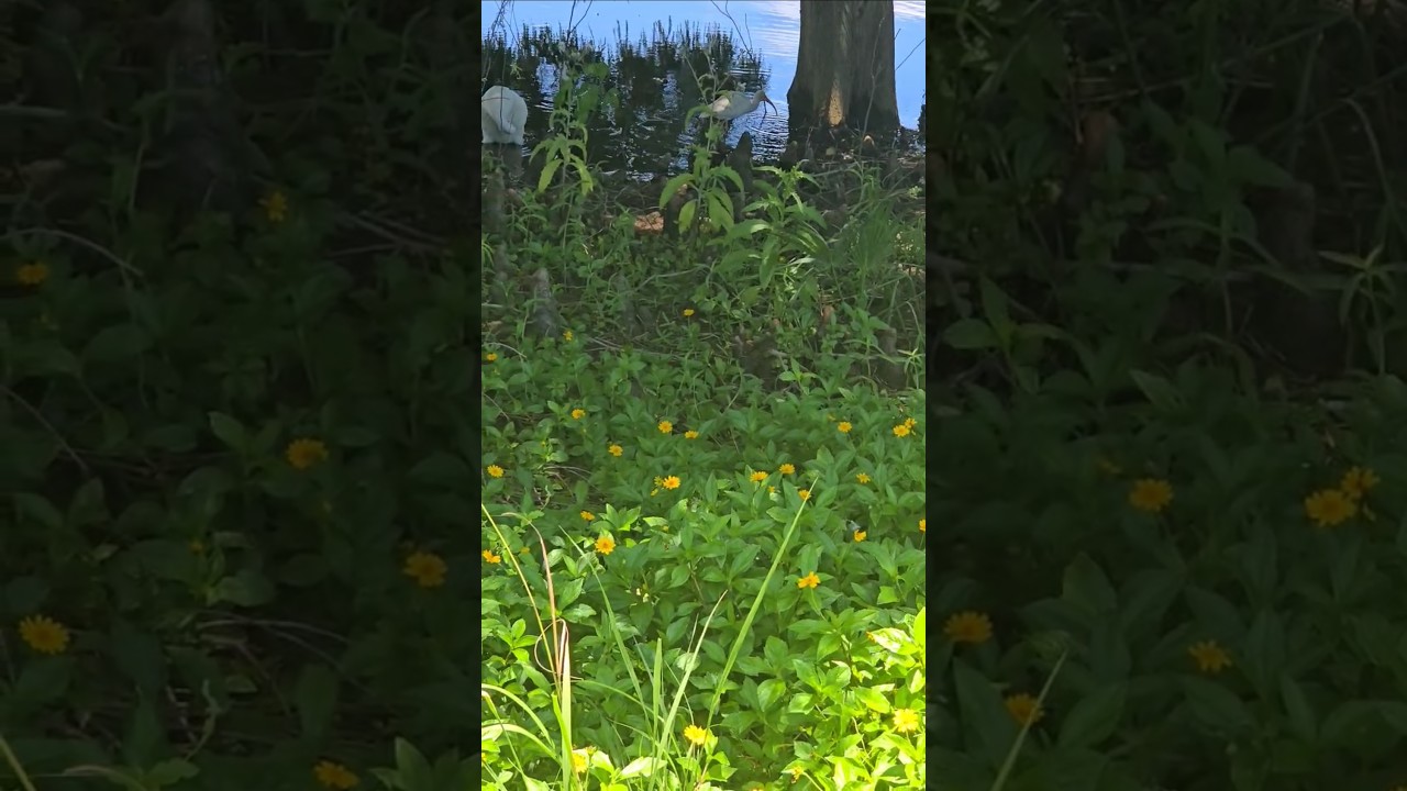 Soft Silence Blooms Let the wildflowers slow your soul