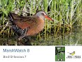 MarshWatch 2025 Webinar 8 Bird ID Session 7 MarshWatch 2025 Webinar 8 Bird ID Session 7